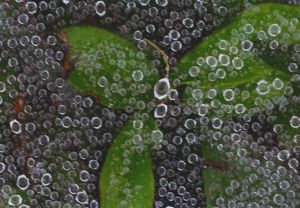 An image of leaves behind water droplets.